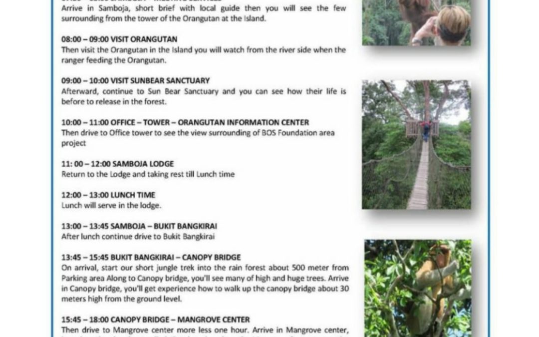 Orangutan – Canopy Bridge – Mangrove One Day Trip